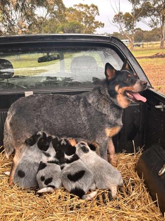 Australian Cattle Dog puppy for sale by MOOREVALLEY