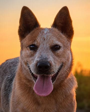 Australian Cattle Dog puppy for sale by MOOREVALLEY