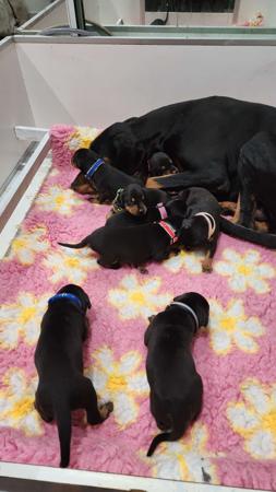Dobermann puppy for sale by JUAYTAY