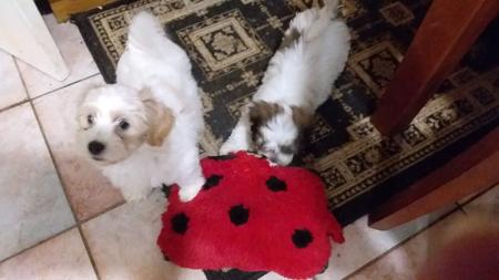 Havanese puppy for sale by DAVIS