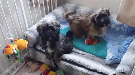 Havanese puppy for sale by DAVIS