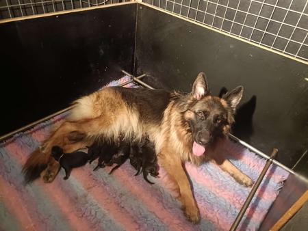 German Shepherd Dog puppy for sale by KASSAAR
