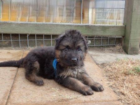 German Shepherd Dog puppy for sale by KASSAAR
