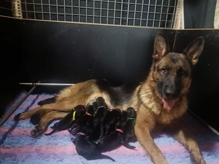 German Shepherd Dog puppy for sale by KASSAAR