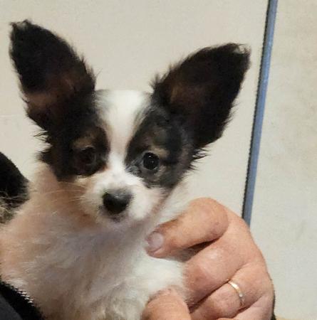 Papillon puppy for sale by PAPCO