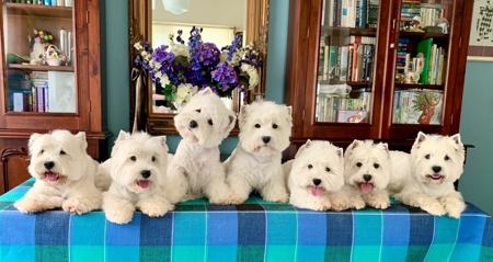 West Highland White Terrier for sale by BEINARDRIE