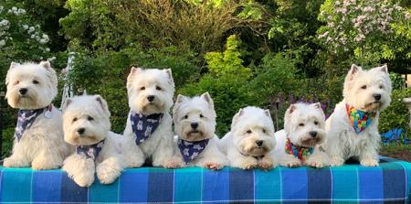 West Highland White Terrier for sale by 3100024161