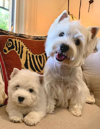 West Highland White Terrier for sale by BEINARDRIE