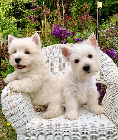 West Highland White Terrier for sale by BEINARDRIE