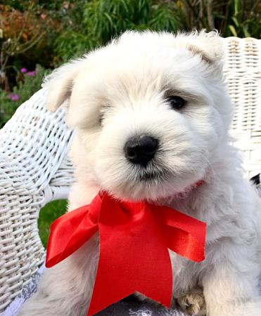West Highland White Terrier for sale by BEINARDRIE