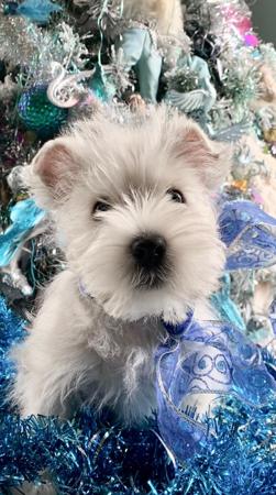 West Highland White Terrier for sale by BEINARDRIE