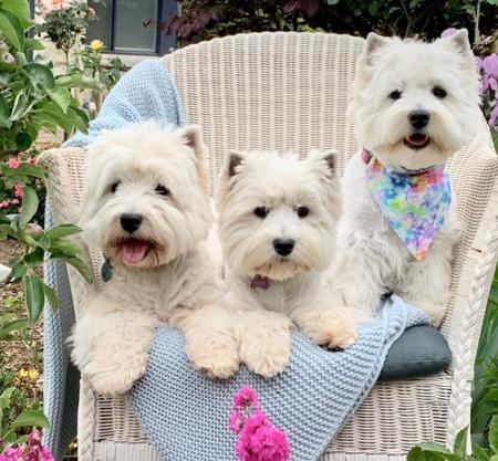 West Highland White Terrier for sale by BEINARDRIE