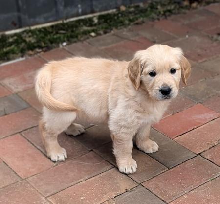 Golden Retriever puppy for sale by KANAANLAND