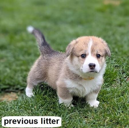 Welsh Corgi (Pembroke) puppy for sale by KANAANLAND