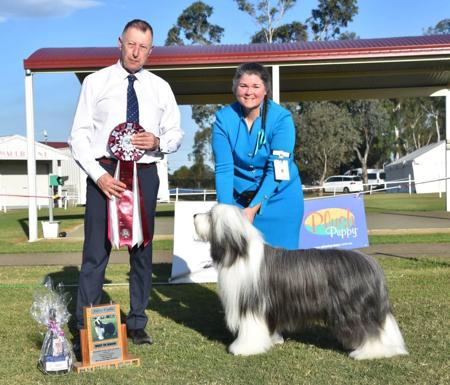 Bearded Collie for sale by BANDILEA