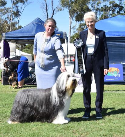 Bearded Collie for sale by BANDILEA