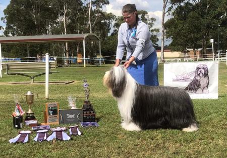 Bearded Collie for sale by BANDILEA