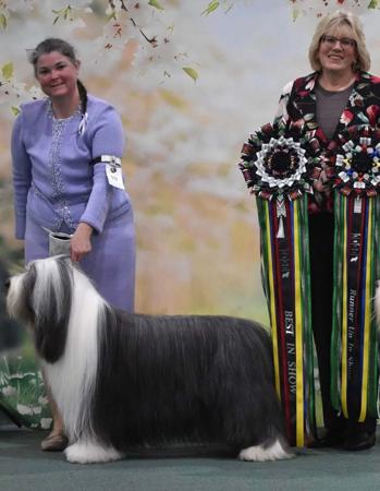 Bearded Collie for sale by BANDILEA
