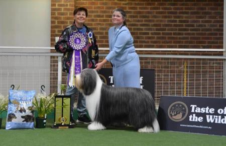 Bearded Collie for sale by BANDILEA
