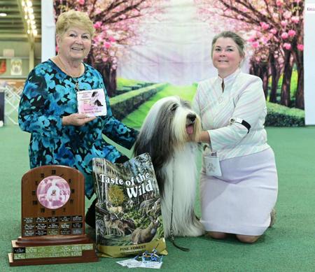 Bearded Collie for sale by BANDILEA