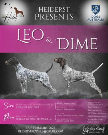 German Shorthaired Pointer puppy for sale by HEIDERST