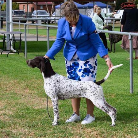 German Shorthaired Pointer puppy for sale by HEIDERST