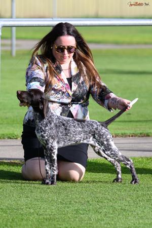 Heiderst Forever Timeless German Shorthaired Pointer