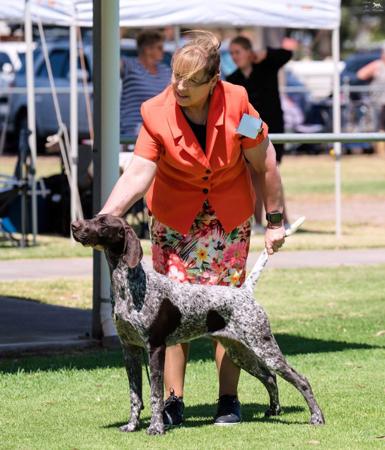 Heiderst Opps Ive Doneit Again German Shorthaired Pointer