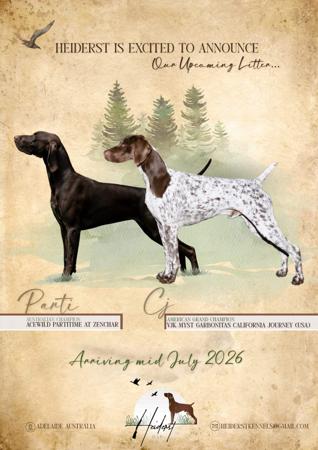 German Shorthaired Pointer puppy for sale by HEIDERST