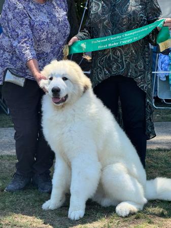 Pyrenean Mountain Dog for sale by MISCHIEFWOLF