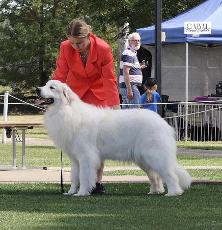 Pyrenean Mountain Dog for sale by SNOFYRE