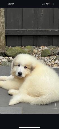 Pyrenean Mountain Dog for sale by SNOFYRE