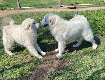 Pyrenean Mountain Dog for sale by SNOFYRE