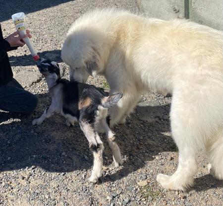 Pyrenean Mountain Dog for sale by SNOFYRE