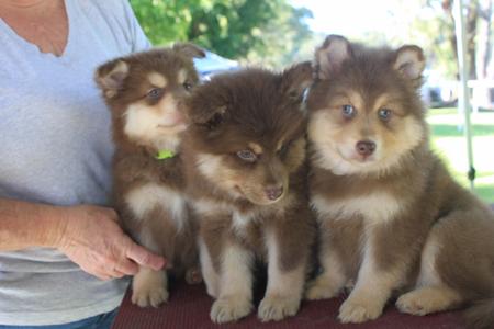 Finnish Lapphund puppy for sale by SNOFYRE