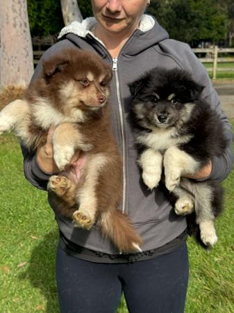 Finnish Lapphund puppy for sale by MISCHIEFWOLF