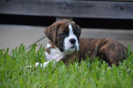 Boxer for sale by ASHLEEMAHONEY