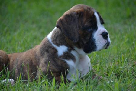 Boxer for sale by ZAMDIGO