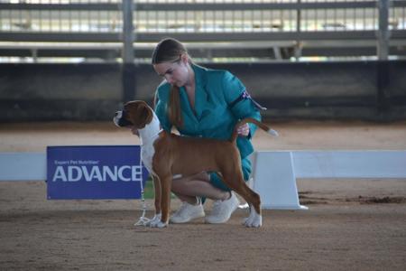 Boxer for sale by ZAMDIGO