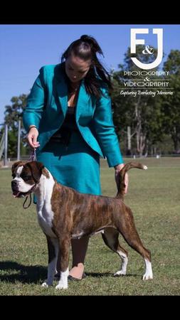 Boxer for sale by ZAMDIGO