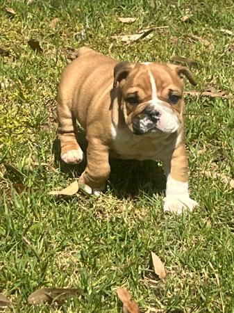 British Bulldog for sale by NOMEDIOCRE