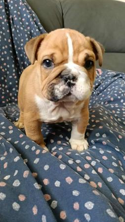British Bulldog for sale by NOMEDIOCRE