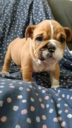 British Bulldog for sale by NOMEDIOCRE