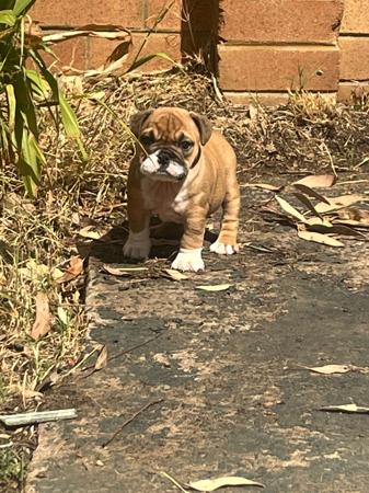 British Bulldog for sale by NOMEDIOCRE