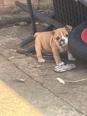 British Bulldog for sale by NOMEDIOCRE