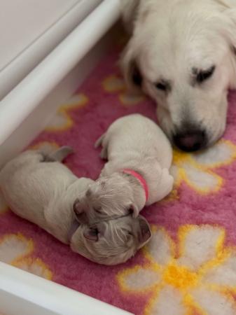 Golden Retriever for sale by DEAMARE