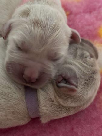 Golden Retriever for sale by DEAMARE