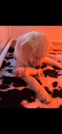 Golden Retriever for sale by DEAMARE