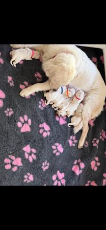 Golden Retriever for sale by DEAMARE