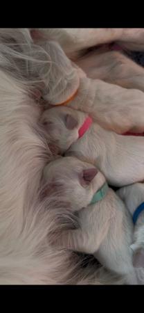 Golden Retriever for sale by DEAMARE